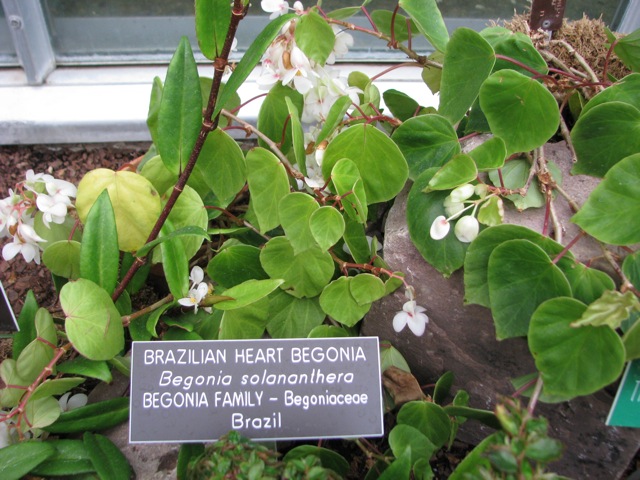 B. solananthera